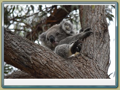 Raymond Island Koala Trail (VIC)