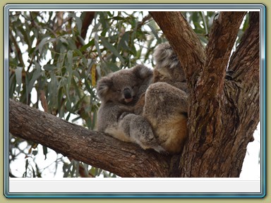 Raymond Island Koala Trail (VIC)