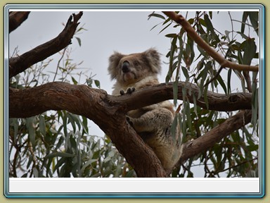 Raymond Island Koala Trail (VIC)