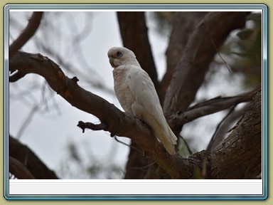 Raymond Island Koala Trail (VIC)