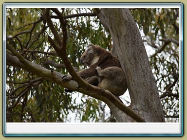 Raymond Island Koala Trail (VIC)