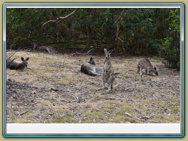 Anglesea Golf Club (VIC)