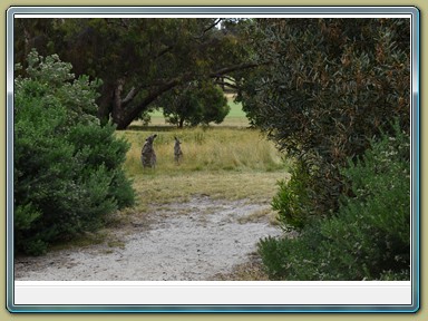 Anglesea Golf Club (VIC)