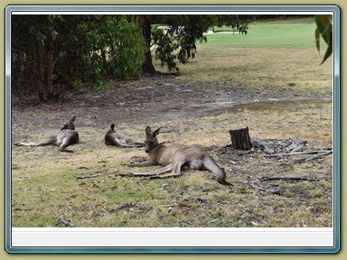 Anglesea Golf Club (VIC)