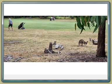 Anglesea Golf Club (VIC)