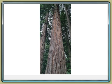 Redwoods Treewalk, Rotorua (NZL)