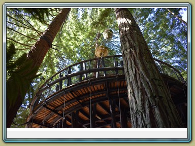 Redwoods Treewalk, Rotorua (NZL)