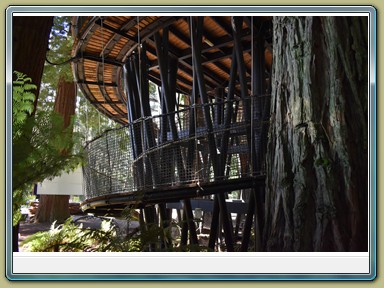 Redwoods Treewalk, Rotorua (NZL)