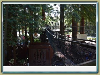 Redwoods Treewalk, Rotorua (NZL)