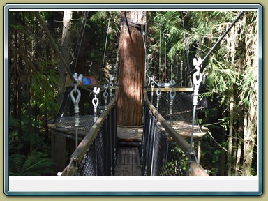 Redwoods Treewalk, Rotorua (NZL)