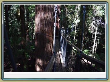 Redwoods Treewalk, Rotorua (NZL)