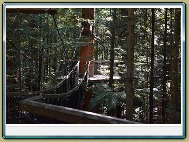 Redwoods Treewalk, Rotorua (NZL)