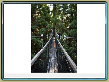 Redwoods Treewalk, Rotorua (NZL)