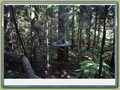 Redwoods Treewalk, Rotorua (NZL)