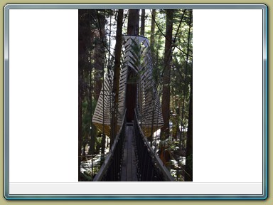 Redwoods Treewalk, Rotorua (NZL)