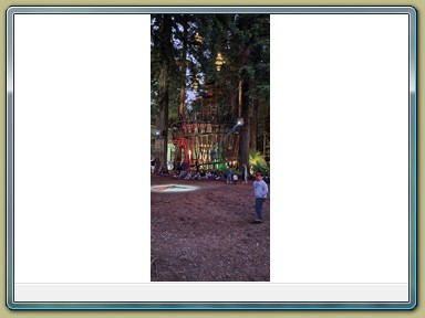 Redwoods Treewalk, Rotorua (NZL)