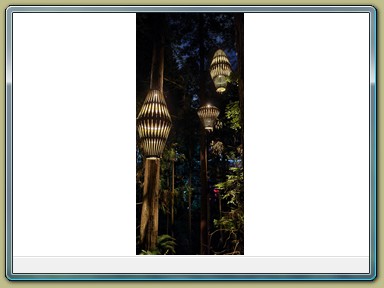 Redwoods Treewalk, Rotorua (NZL)