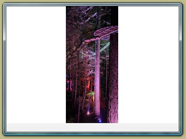 Redwoods Treewalk, Rotorua (NZL)